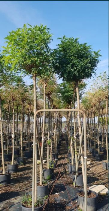 Pin pitic și normal