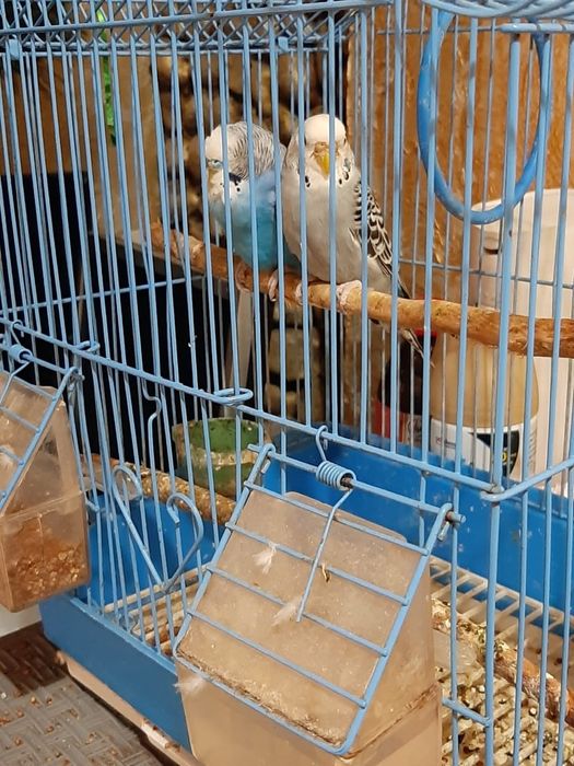 Волнистые попугаи