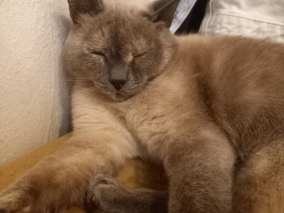 Кошка стерилизованная