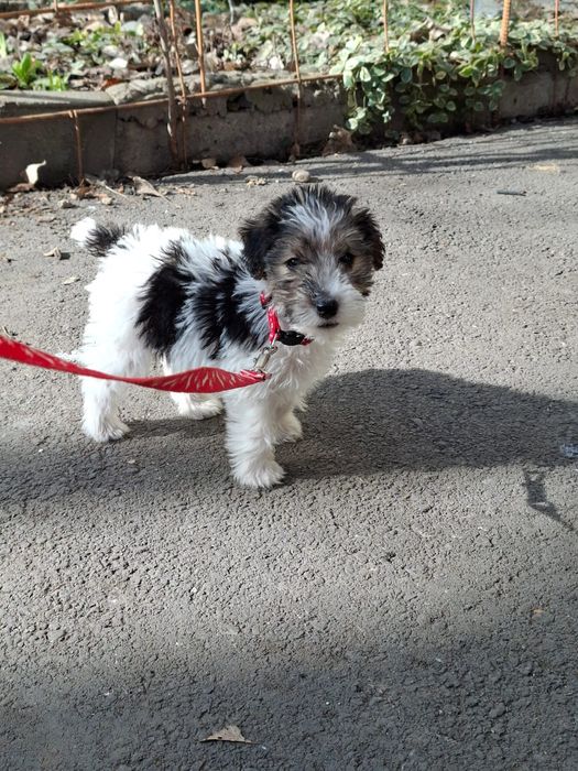 Продам щенка фокстерьера