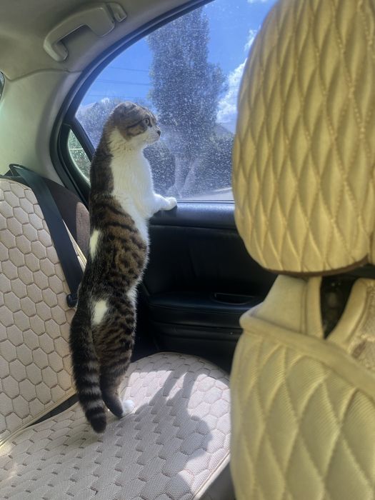 Отдам кота в добрые руки