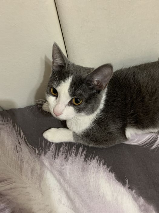 ОБАЛДЕННАЯ кошка ищет дом