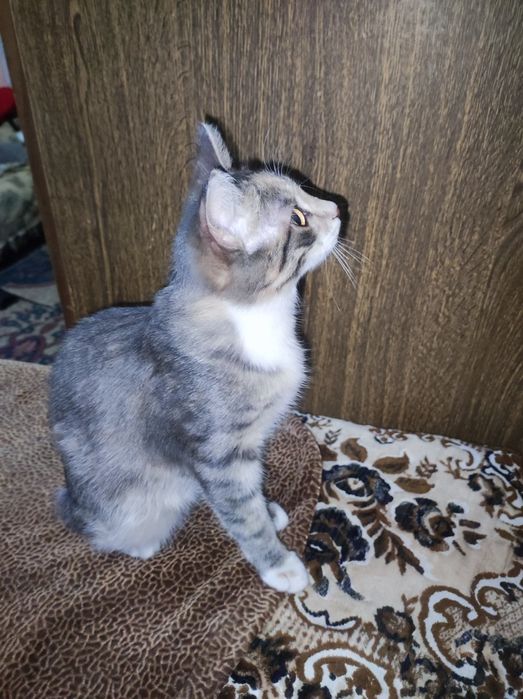 Котёнок девочка 5месяцев