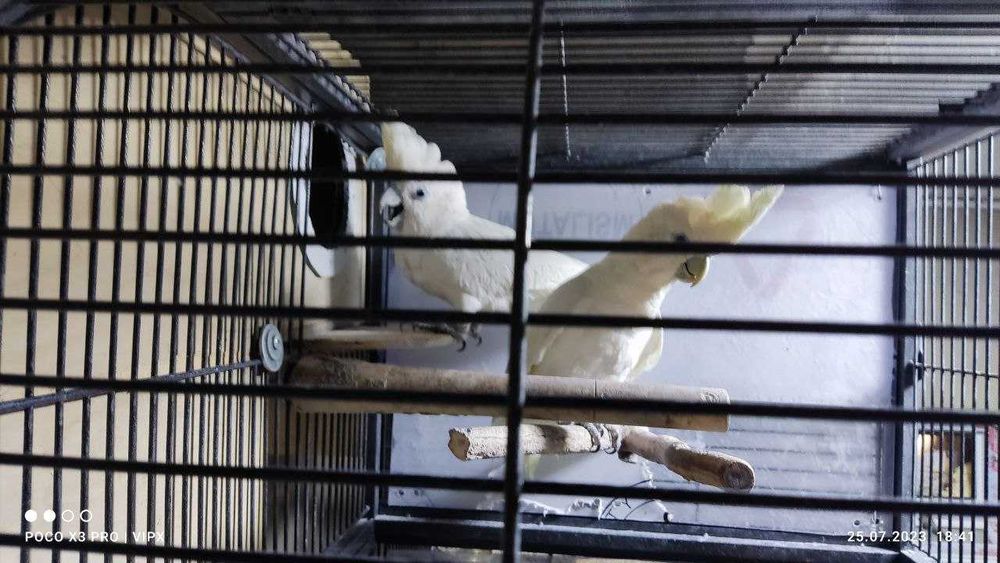 Какаду, пара - соломонский