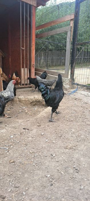 Cocoși australop