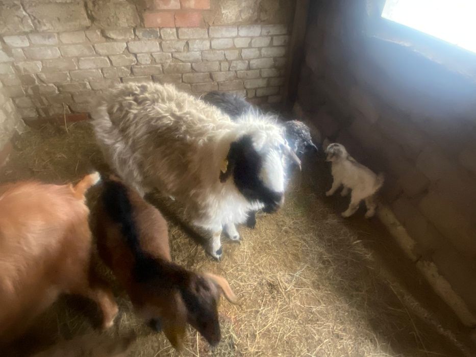 Ешкылер Сатылады