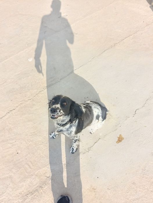 Охотник ит сатылады