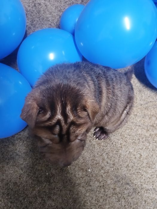 Щенки шарпеи чистокровные