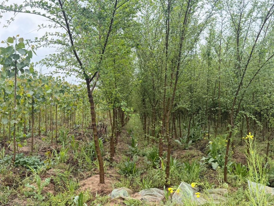 Тополь, Вязь и слива