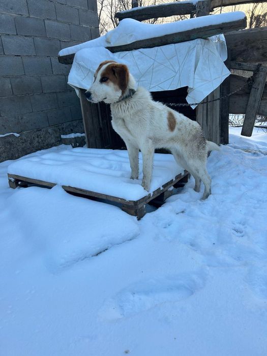 Гончак сатылады 8 айлык