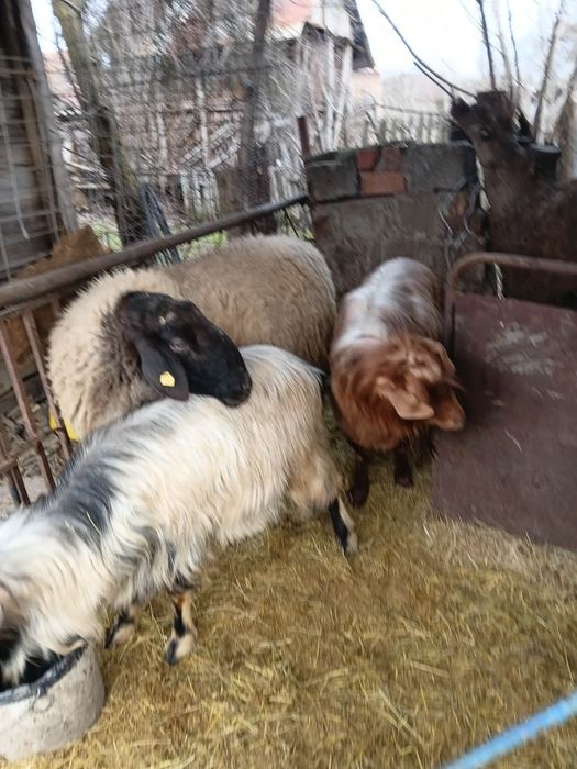 Vand 2 tapii si un berbac carabas