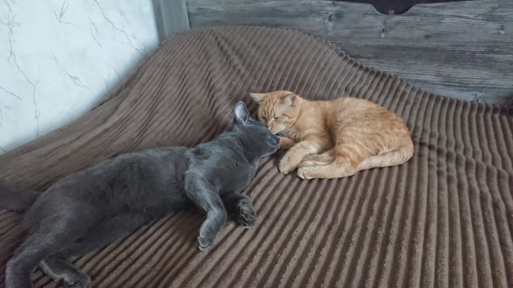 Отдам двух кошек