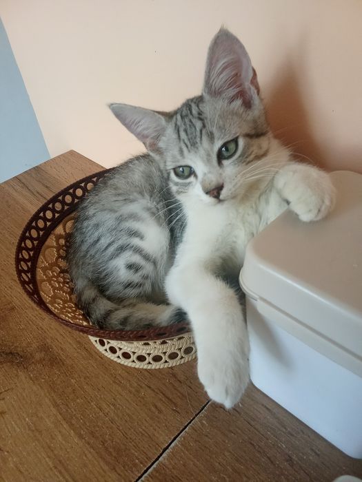 Отдам бесплатно котика