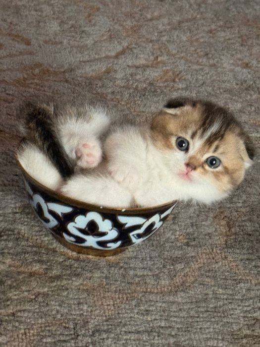 Продаются котята