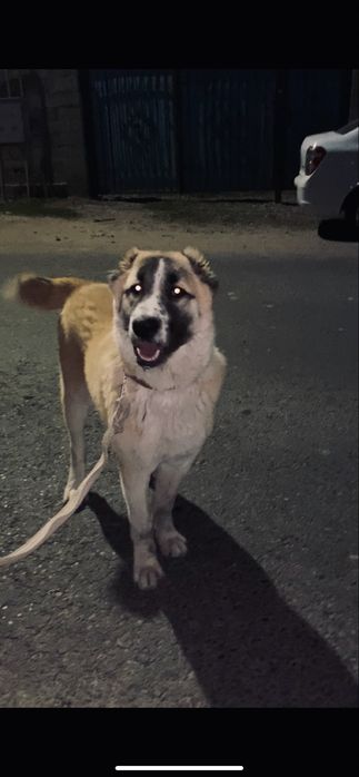 Тобет 8,5месяц алабай