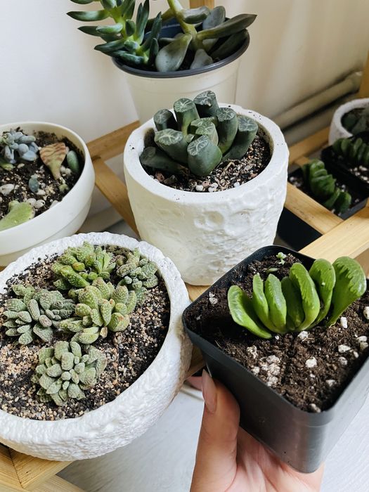 Суккулеты литопсы