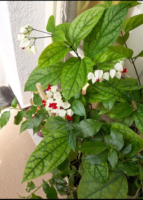 Клеродендрон и Еписция