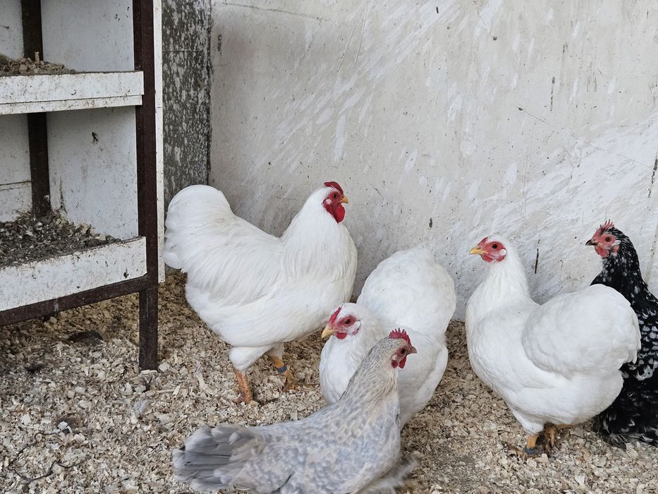 Vand sau schimb cu papagali familii sau cocosi  wiandotte