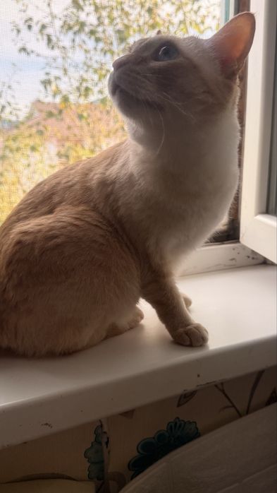 Отдам кота в дрбрые руки.