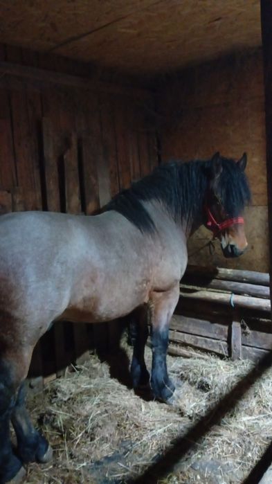 Armasar de vânzare 3 ani