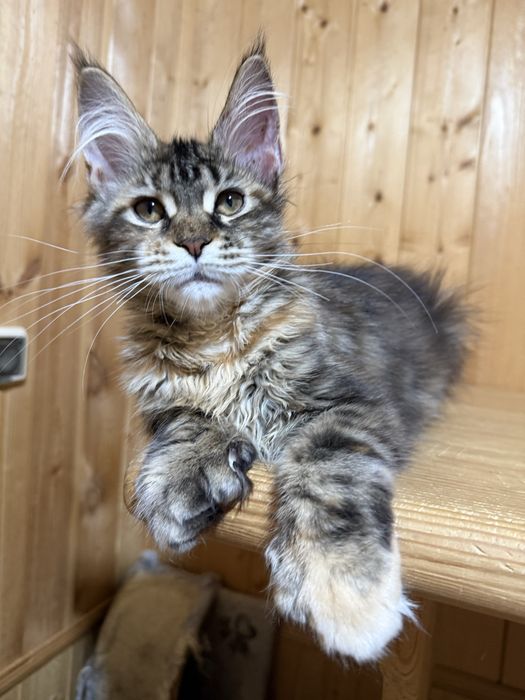 шикарные котята мейн-куны