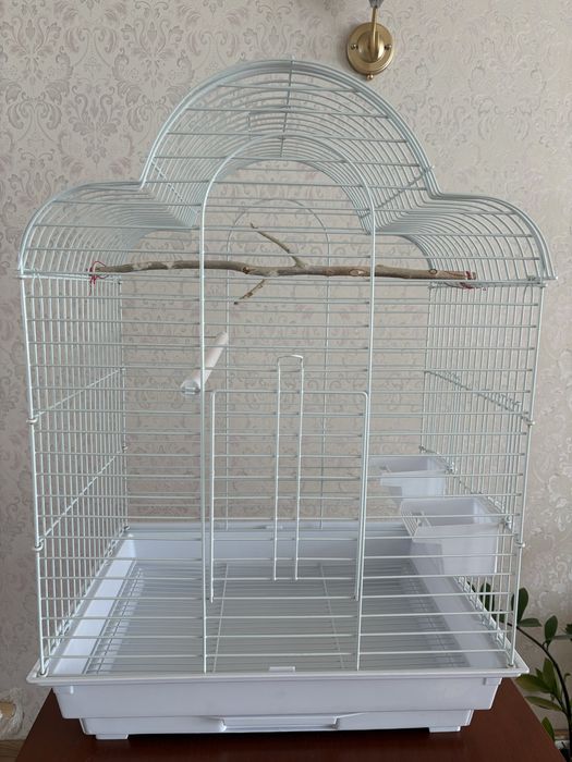 Пара безщеких корелл с клетками и стойкой