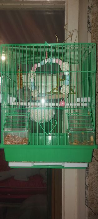 Продаётся малыш попугай