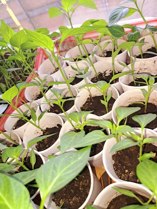 Рассада перец сладкий