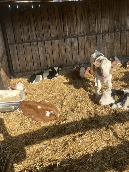 10 vitei disponibili