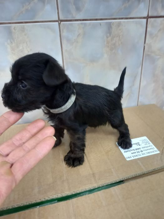 Shnauzer pitic negru