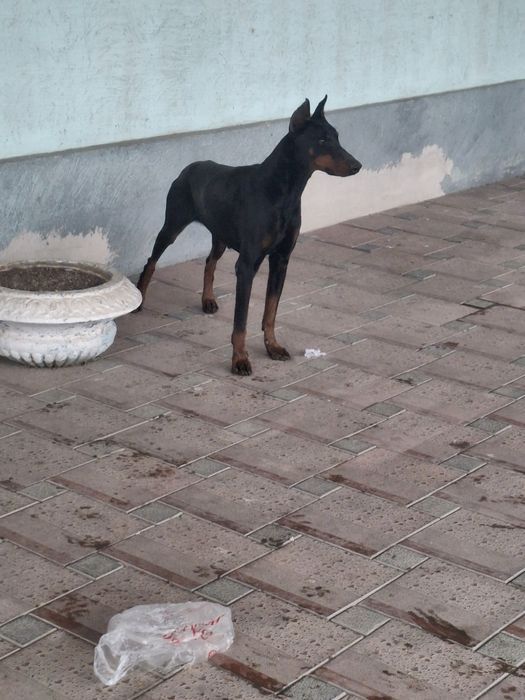 Доберман сатылады.