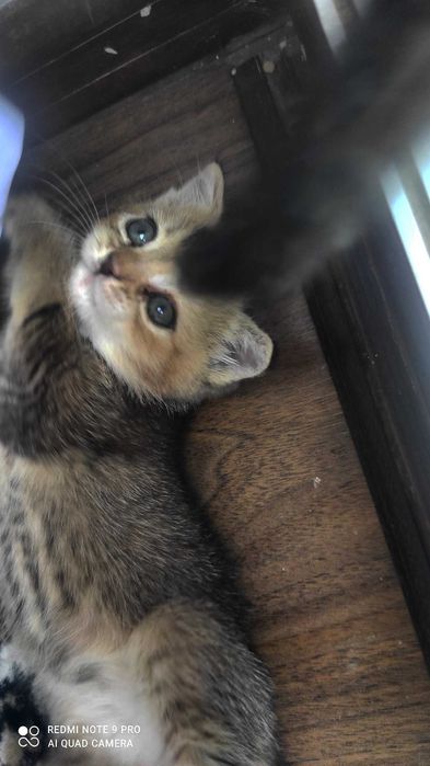 Серебристая шиншила. ,боллари билан