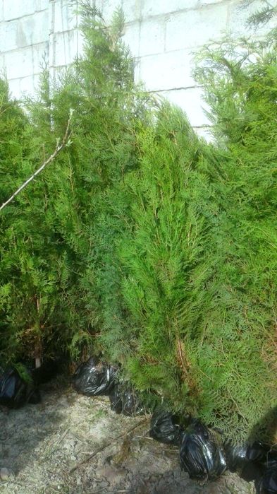 Арчалар зелёный забор мини забор учун