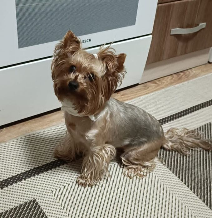 Мини девочка Йоркширского терьера.