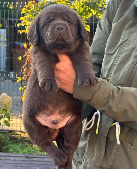 Щенки Лабрадора-Ретривера