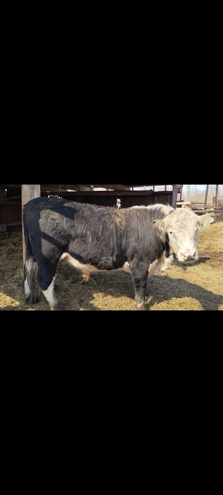 Продам быков ...