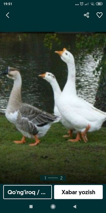 Ĝoz yoĝi (Tabbiy Xasanboyda) 25g 50gr 100gr