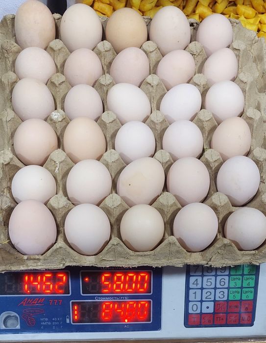 Uy tuxumi Уй тухуми