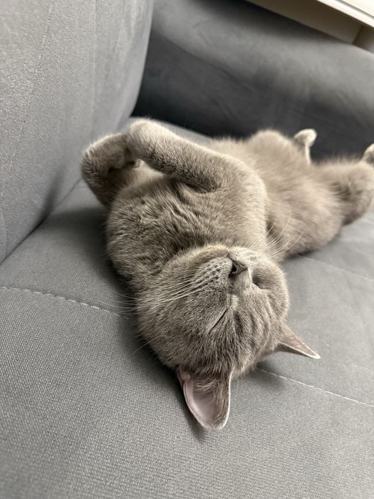 Отдам кошечку Бусинку в добрые руки