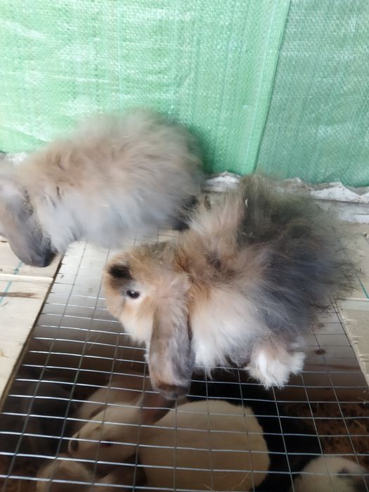Karlik angora quyonchalar