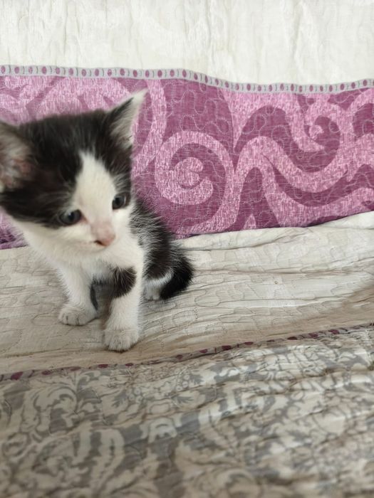 Бесплатно котята