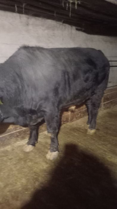Продам быка откормленого