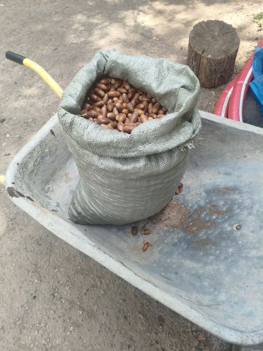 Продам мешок жёлудей