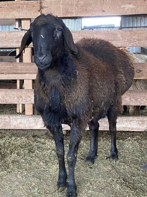 Qoʻylar , qoʻy goʻshti