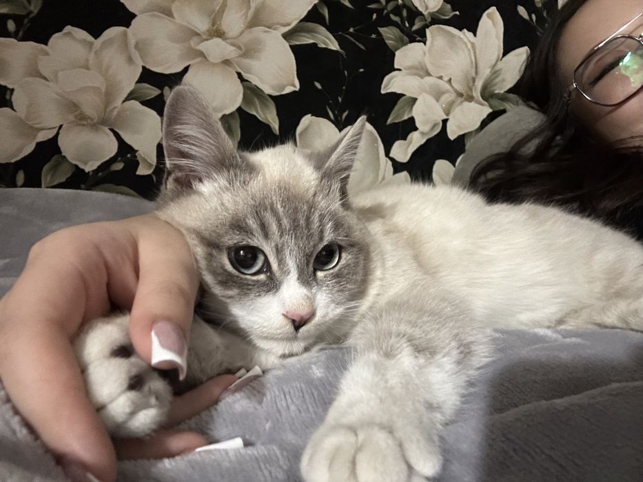 отдаю котенка в добрые руки