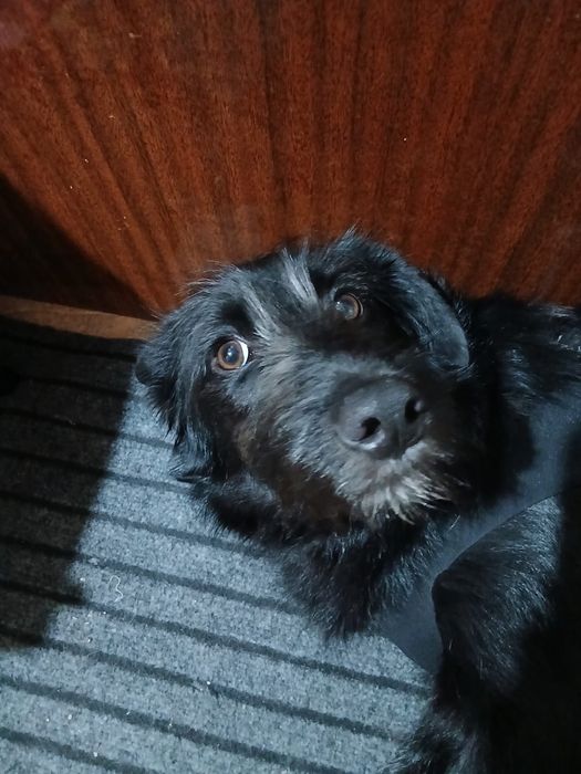 Девочка в добрые руки!