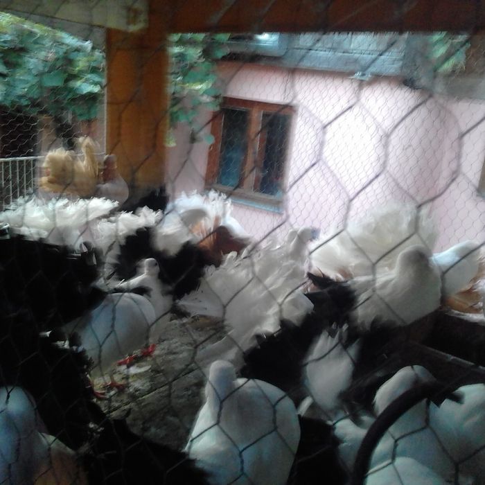 Vand porumbei voltati