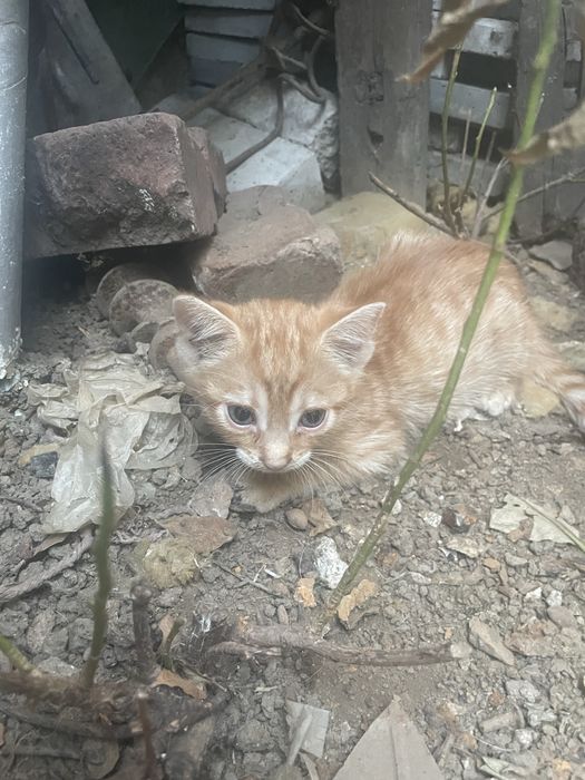 Trei ghemotoace de aproape două luni își caută omul în București!
