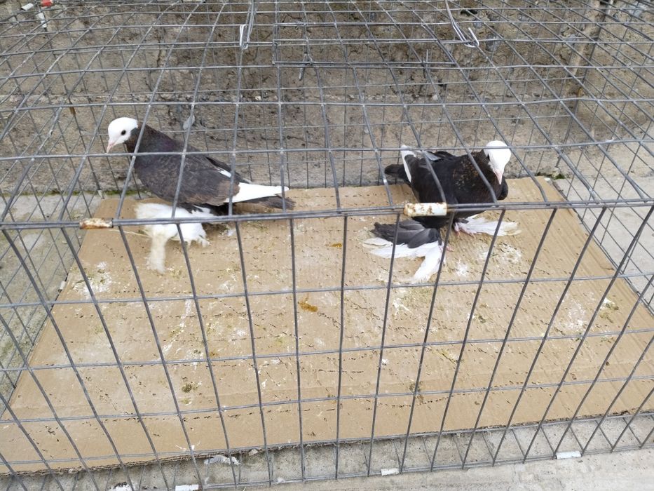 Голуби пара албаши