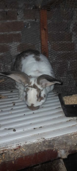 Заек пеперуда х великан